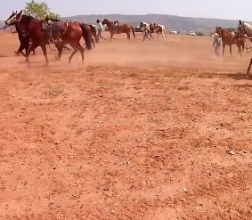 Trotting Race